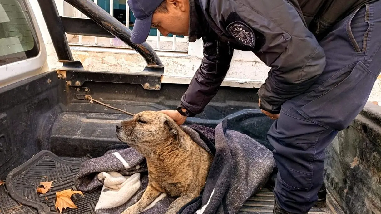 La policía rescató a un perro maltratado y detuvieron al responsable que quedó a disposición de la fiscalía de turno