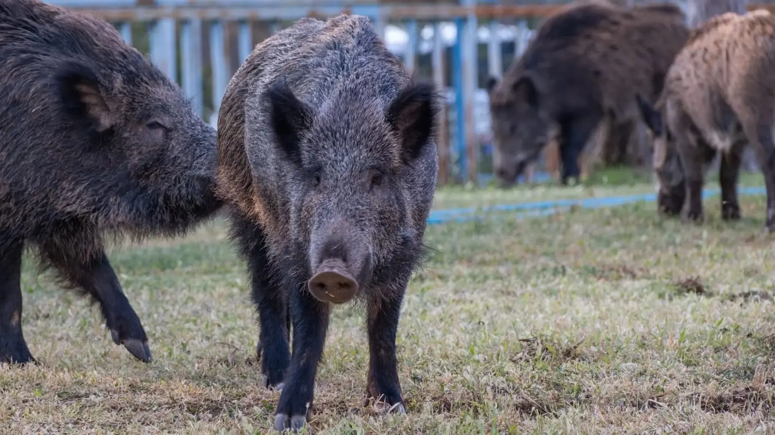 La Ley de Fauna renovó el marco para el manejo, control y aprovechamiento de la fauna silvestre