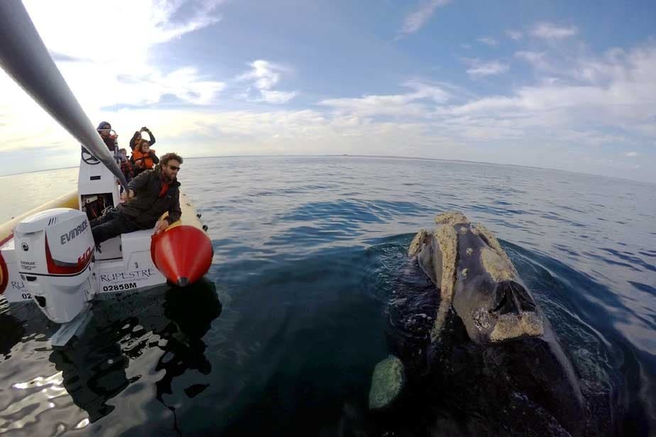 Avistaron dos ejemplares de ballena franca austral frente a la playa de Las Conchillas