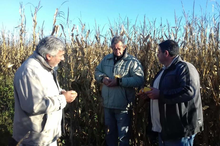 Fue exitosa la siembra de maíz destinada a producción animal en el Valle Inferior