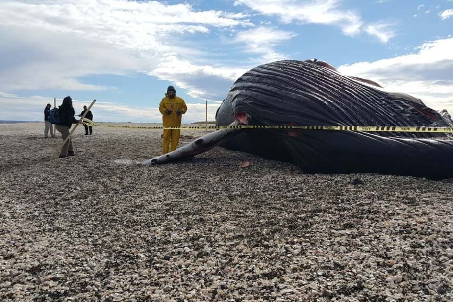 Buscan determinar las causas de muerte de la ballena que apareció en las costas de la Bahía de San Antonio