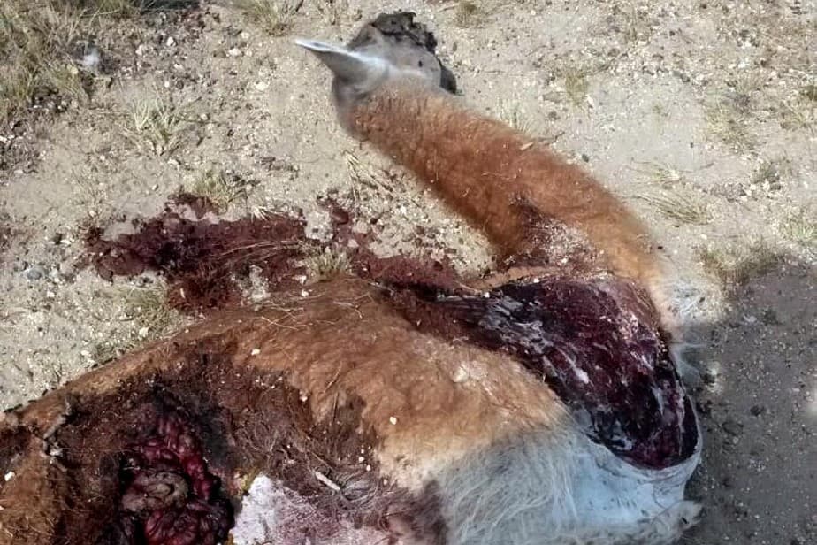 Cuatro personas fueron detenidas por cazar guanacos