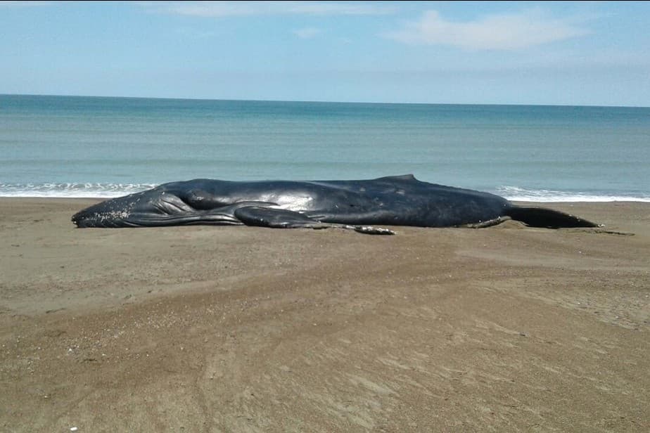 Pese a un gran esfuerzo no pudieron salvar a la ballena jorobada varada en Bahía Rosas