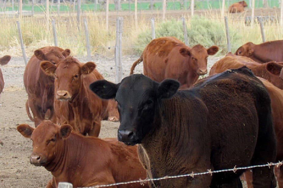 La carne rionegrina podrá ingresar al mercado japonés