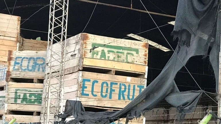 Juez dispuso apertura y medidas cautelares de las empresas frutícolas Ecofrut S.A y de G & L S.A