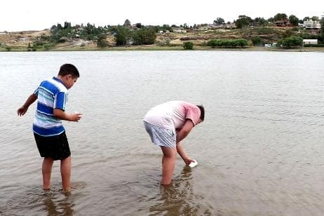 Sembraron alevinos de Trucha Arco Iris en el río en Viedma