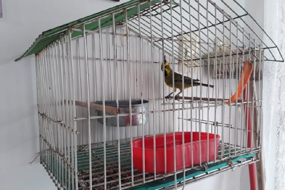 En Viedma ante una denuncia anónima capturan aves en peligro de extinción