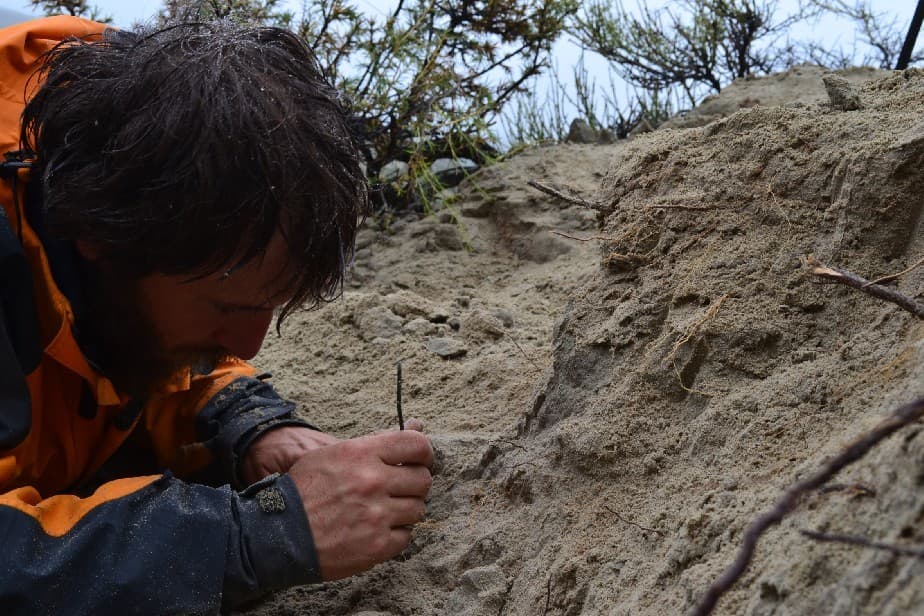 Hallaron restos óseos de un dinosaurio carnívoro en Río Negro de 70 millones de años de antigüedad