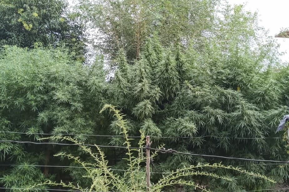 Secuestran 10 kilos de marihuana y 120 plantas de la misma sustancia en proceso
