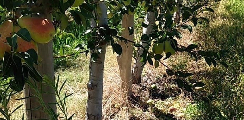Nación homologó la emergencia agropecuaria para Río Negro