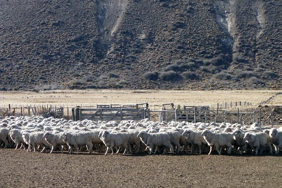 Ley Ovina ejecutó su presupuesto 2021 con más de $12 millones que serán invertidos en Río Negro