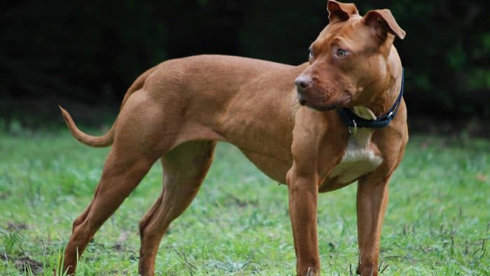 Un hombre propietario de pitbull deberá indemnizar a un niña que fue atacada por el perro