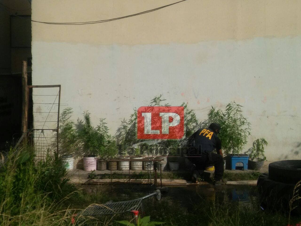 Secuestraron alrededor de 15 plantas de marihuana, y un arma en el barrio Parque Independencia