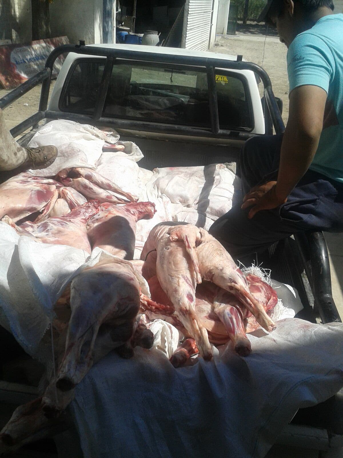 En un operativo la policía decomisó de 60 costillares en Chichinales
