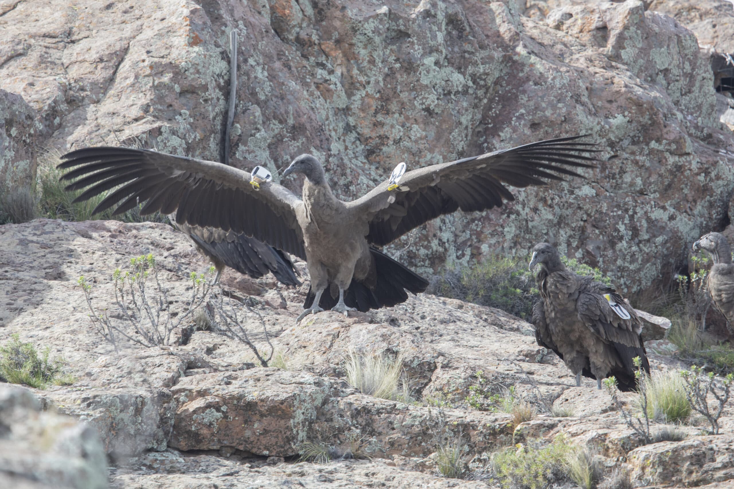 La suelta de cóndores más grande del país se realizó en Sierra Pailemán