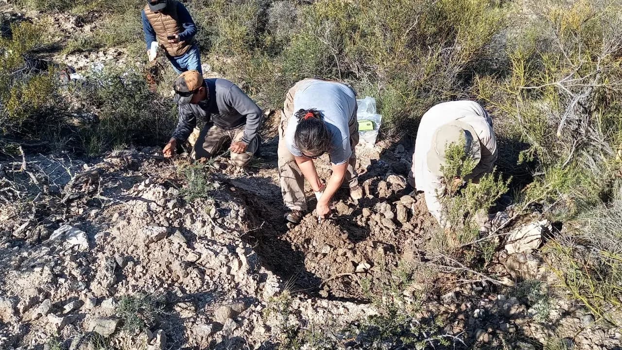 Encontraron fósiles de un mamífero litopterno que desaparecieron hace 8500 años