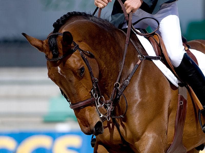 Pidió incluir los gastos de cuidado de un caballo en la cuota alimentaria y la justicia lo rechazó