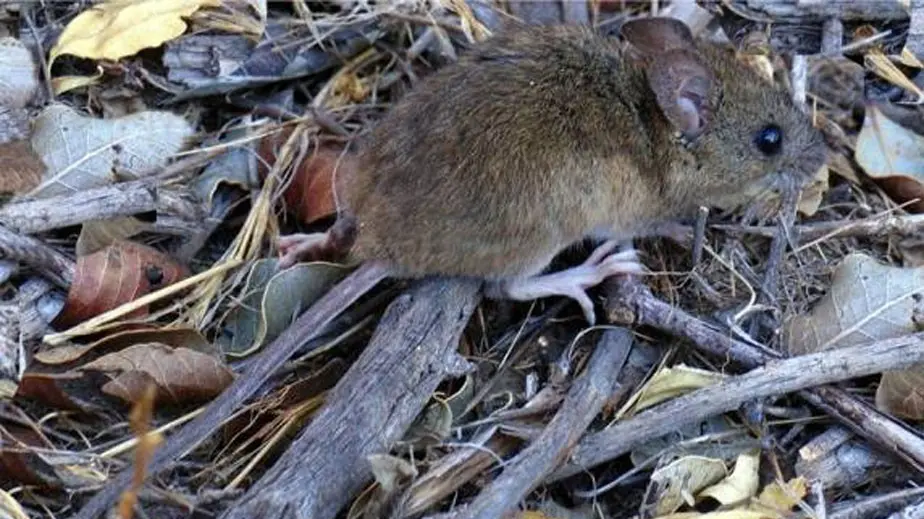Ante los casos de Hantavirus, Salud recuerda las medidas de prevención