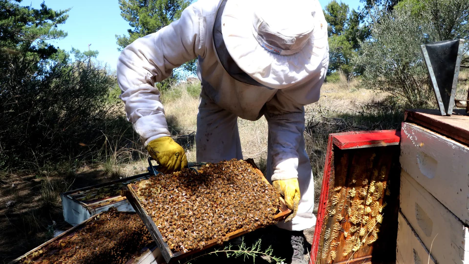 El sector productores apícola podrá acceder a un nuevo financiamiento