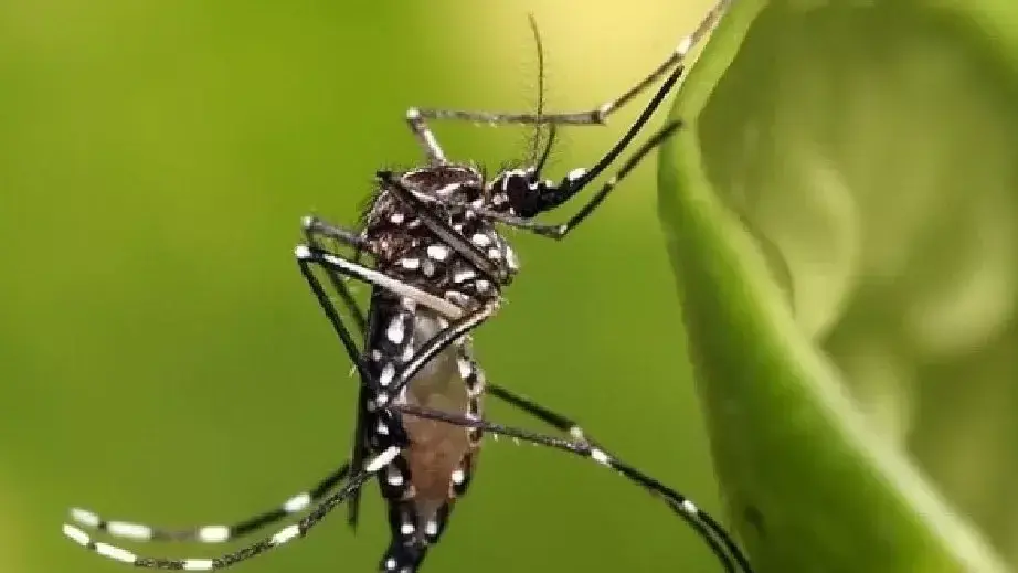 Hasta el momento en Río Negro sólo hay casos de dengue importados