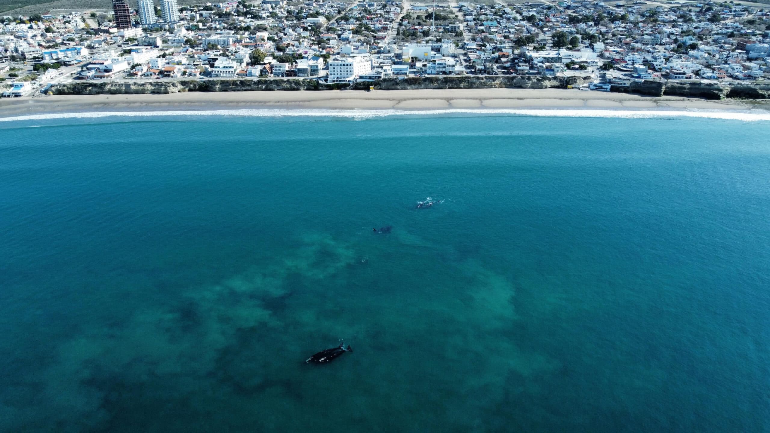 Oficialmente se puso en marcha la temporada alta de Avistaje de Ballenas