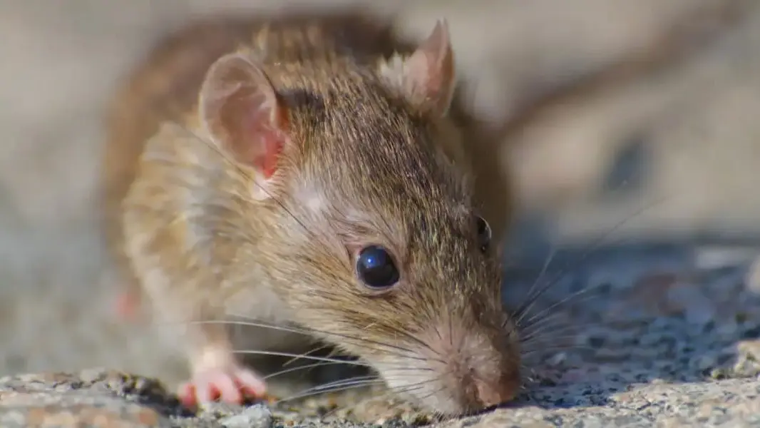 Luego de registrarse un caso de Hantavirus salud recuerda recomendaciones para prevenir la enfermedad