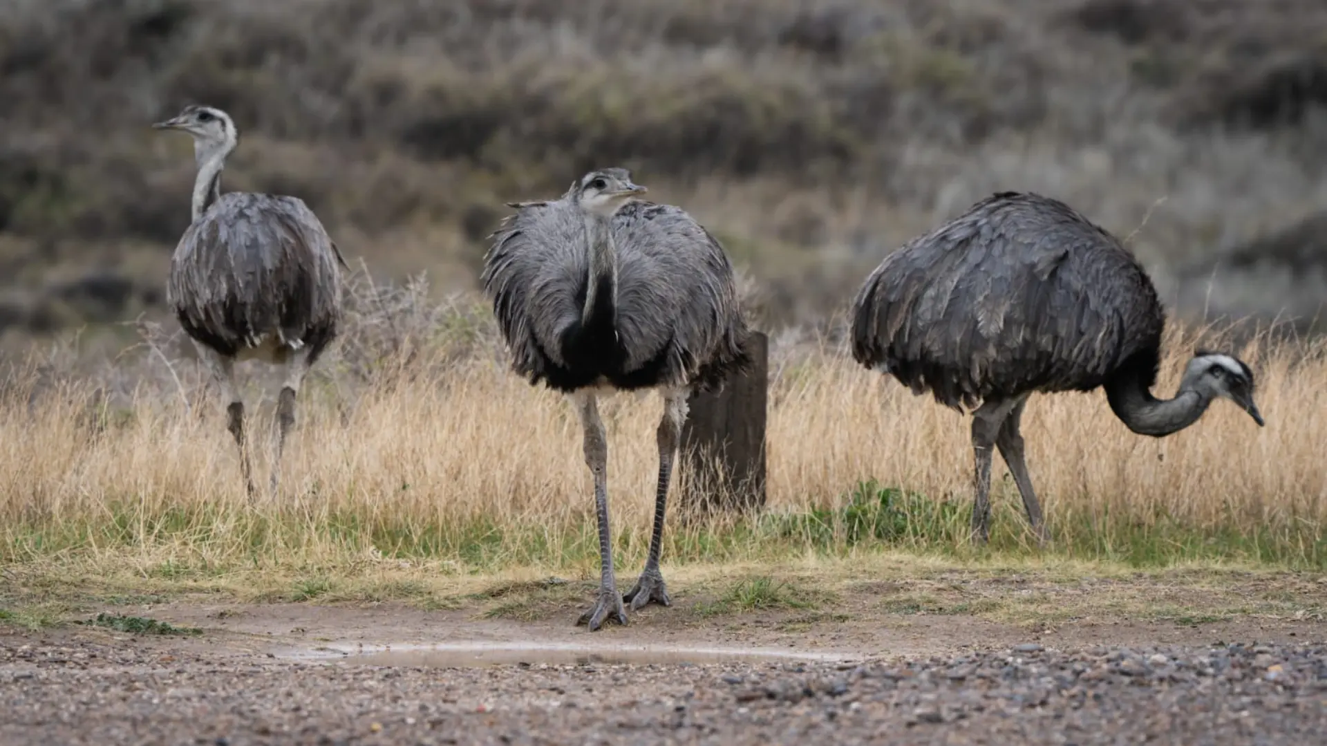 Refuerzan la prevención para evitar atropellar a los animales silvestres en el Camino de la Costa