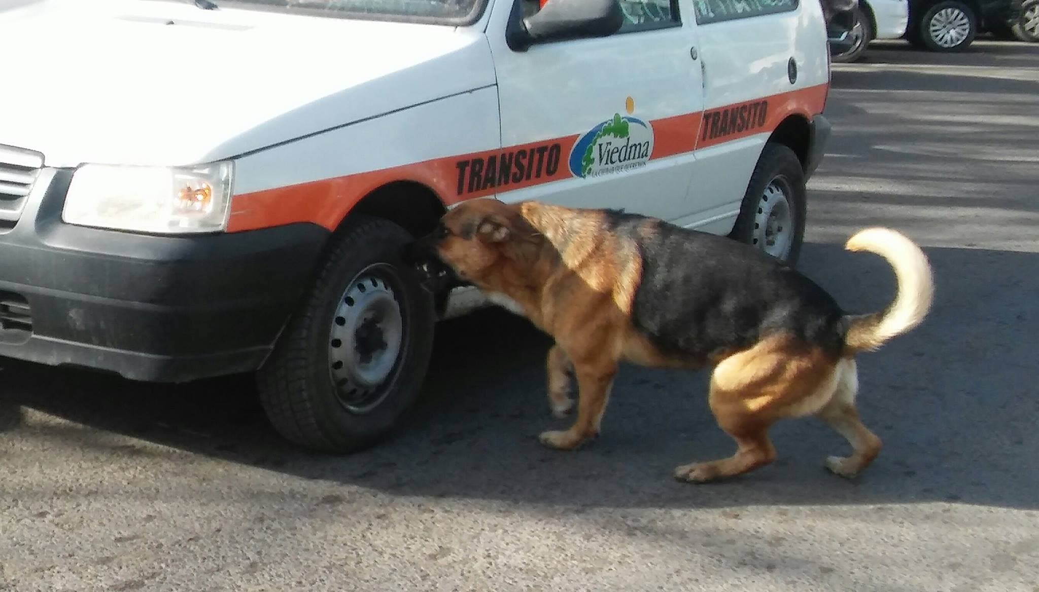 Habrá vacunación antirrábica gratuita para perros y gatos en Viedma