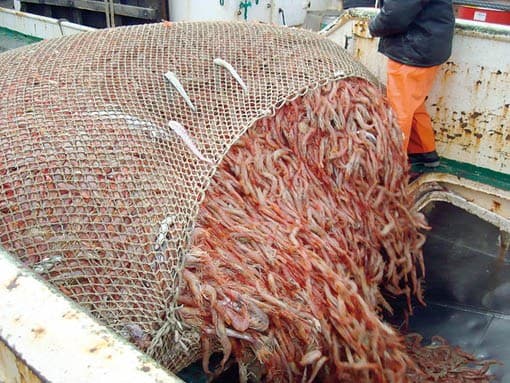Se capturaron más de 12.500 toneladas de peces en 2018 y sigue la tendencia creciente