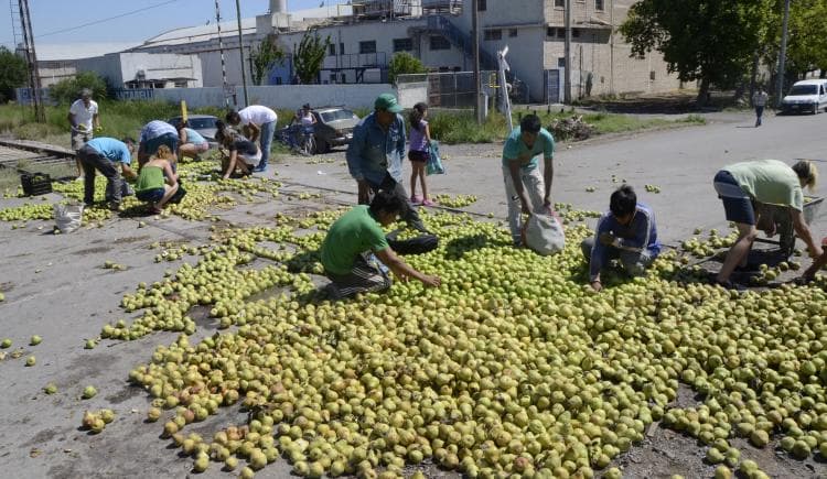 Chacareros tiraron 100 mil kilos de peras en Fernández Oro