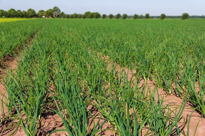La cebolla es la producción hortícola más importante de la provincia