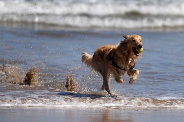 Se podrá ir con la mascotas a un sector de playas en Viedma en época estival