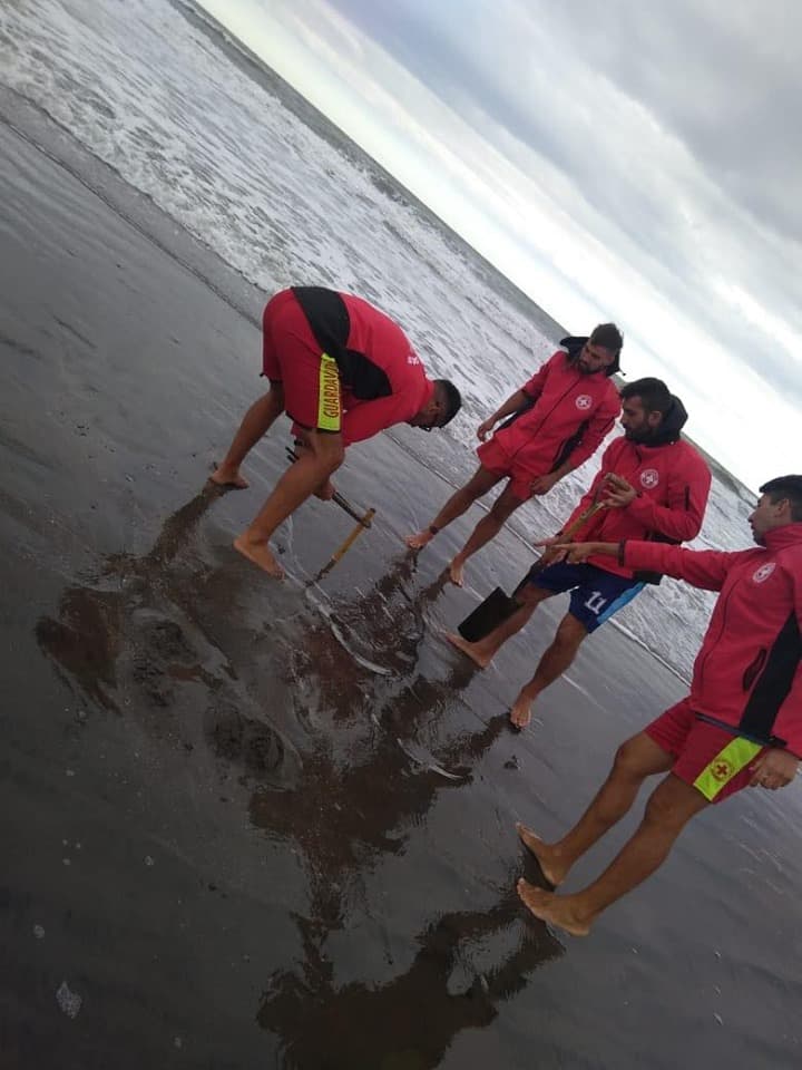 Preventivamente guardavidas municipales sacaron trasmallos alojados en la playa