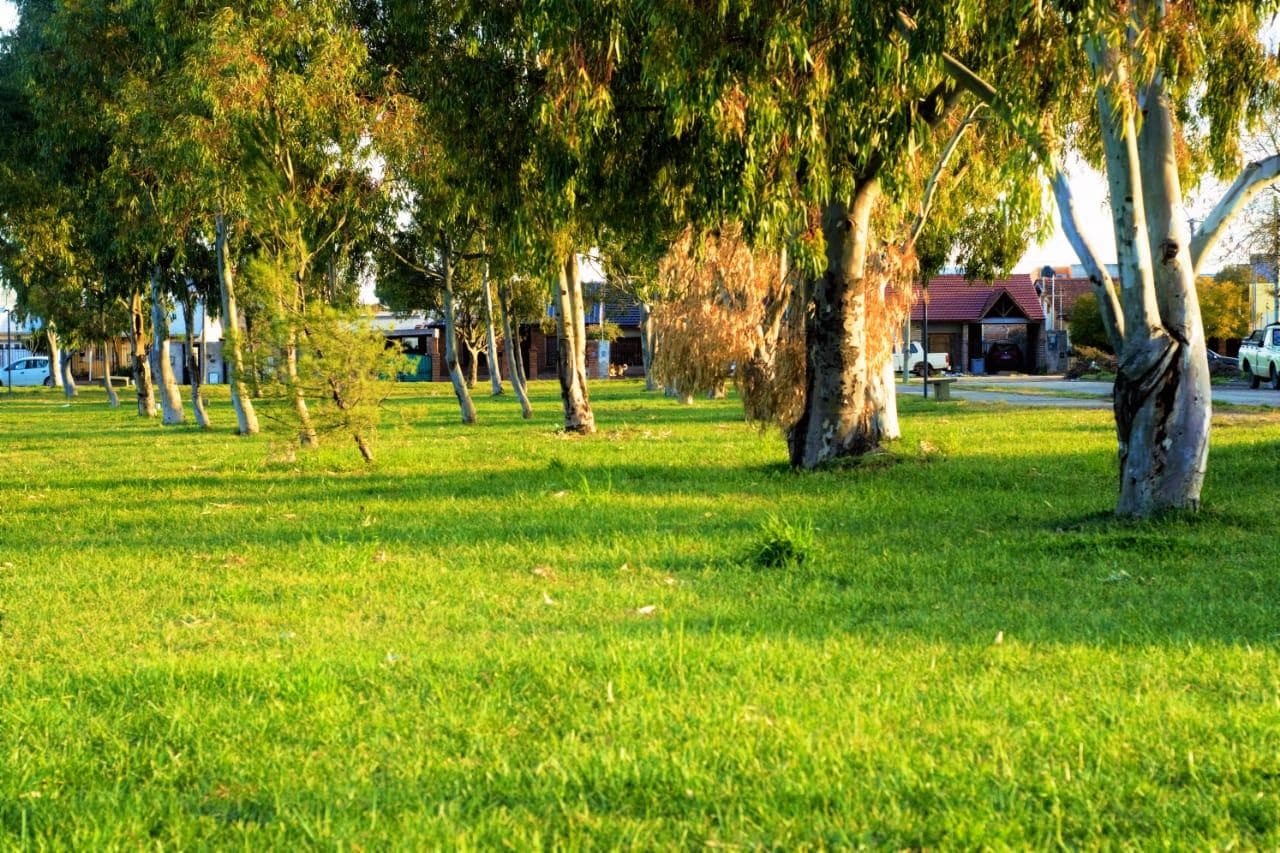 Forestación y emprolijamiento de espacios verdes en Viedma