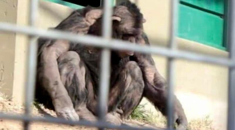 La Justicia confirmó el fallo que ordena trasladar al chimpancé Toti