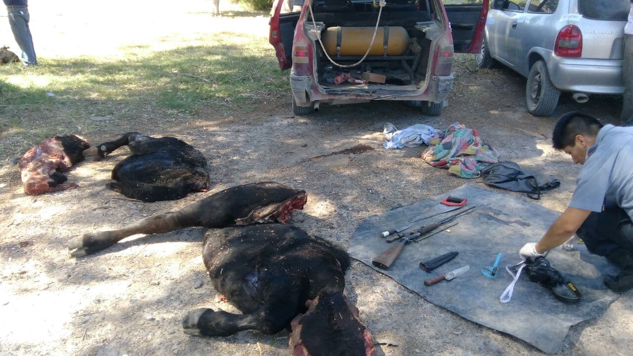 Secuestran en San Javier dos autos que llevaban dos novillos