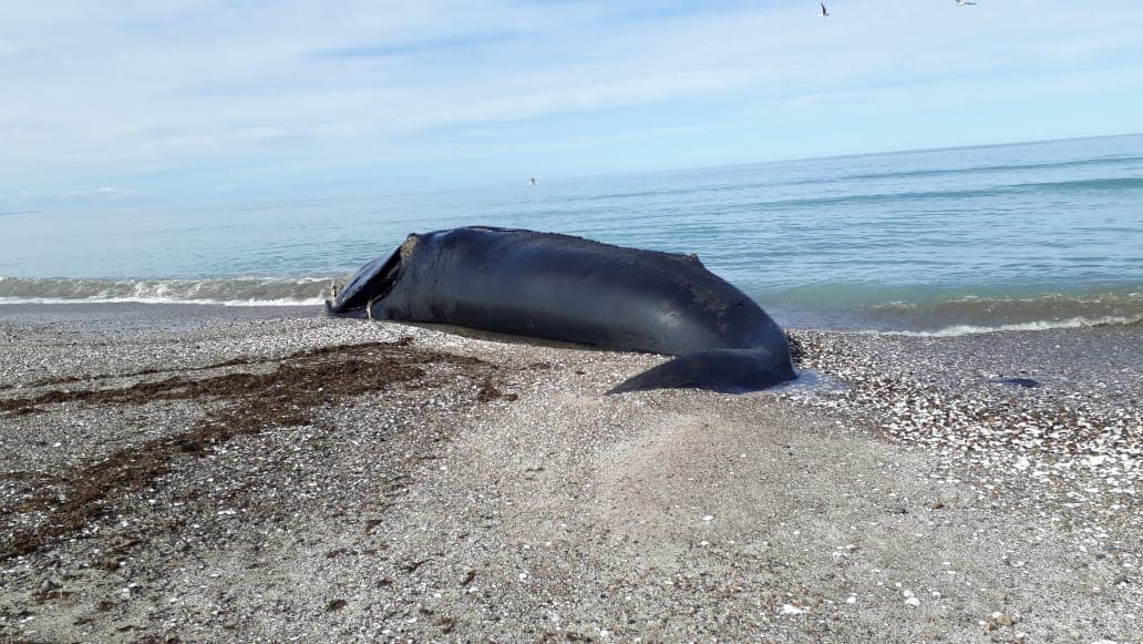 La ballena Franca Austral fue encontrada muerta en la playa de San Antonio Este