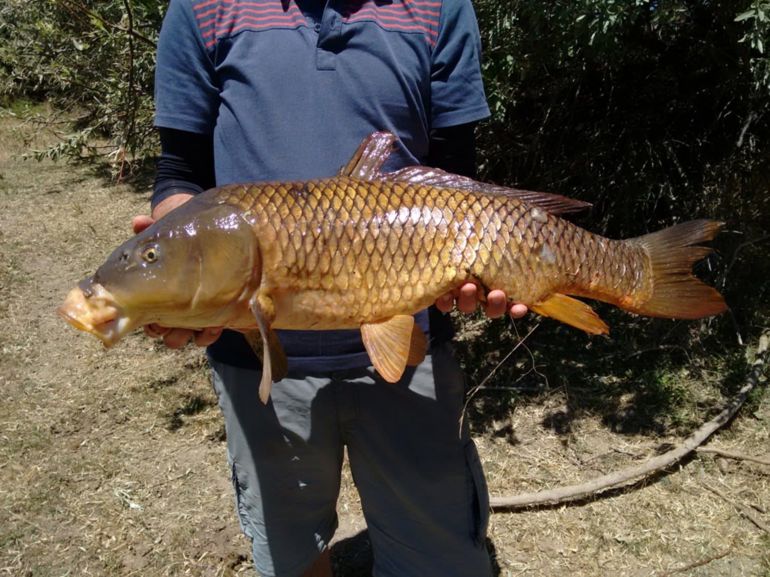 Buscan declarar a la Carpa como especie introducida exótica, altamente dañina en Rio Negro