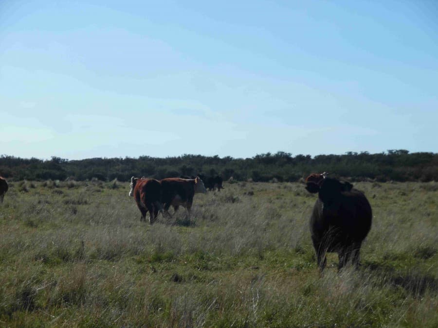 «Prima la incertidumbre en el mercado inmobiliario rural”
