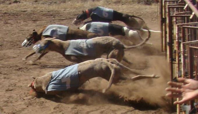 En las carreras de galgos la Policía no ofrecerá más servicio adicional