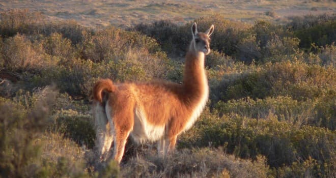 Condenaron a tres personas por la caza ilegal de un guanaco