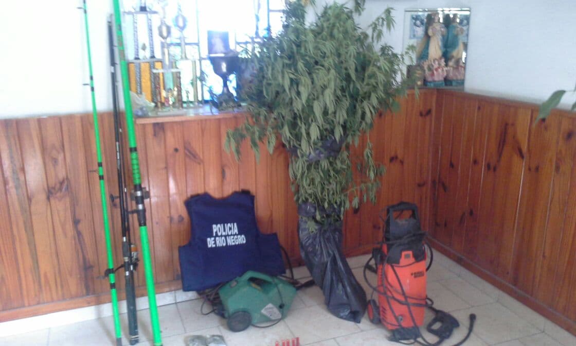 Secuestran una planta de marihuana, cocaína y varias municiones en El Cóndor