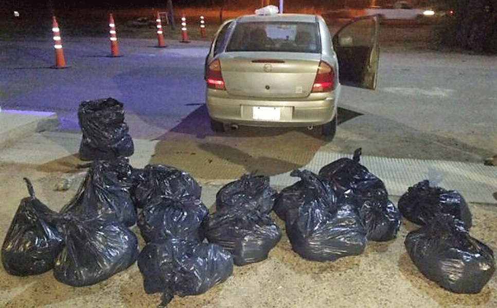 El Senasa decomisó otros 400 kilos de pulpa de ostras transportadas sin cadena de frío ni documentación sanitaria