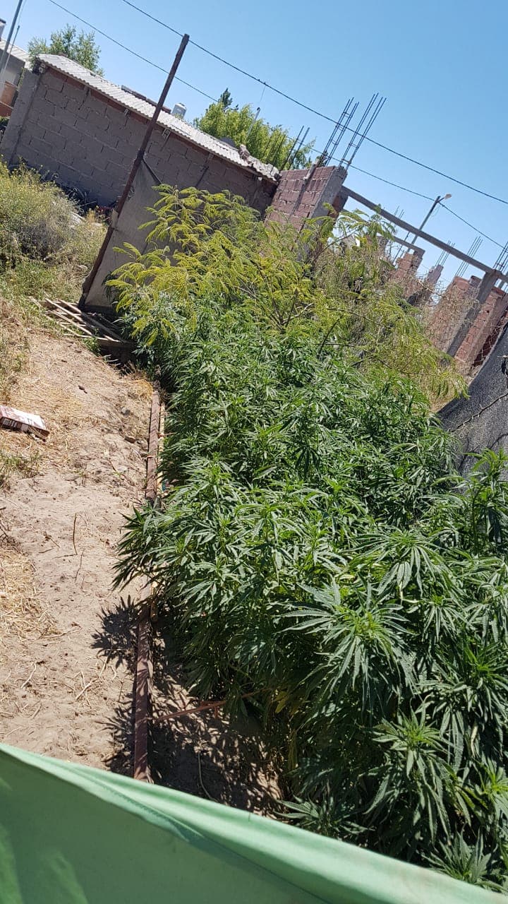 Secuestran cocaína y plantas de marihuana en Viedma y en Las Grutas