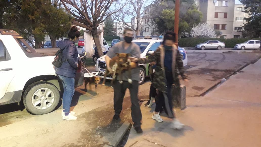 Le quitaron los perros a una maltratadora en Viedma