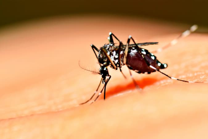 «Creemos que el año que viene puede llegar a nuestra zona» dijo el ministro de Salud con respecto al dengue