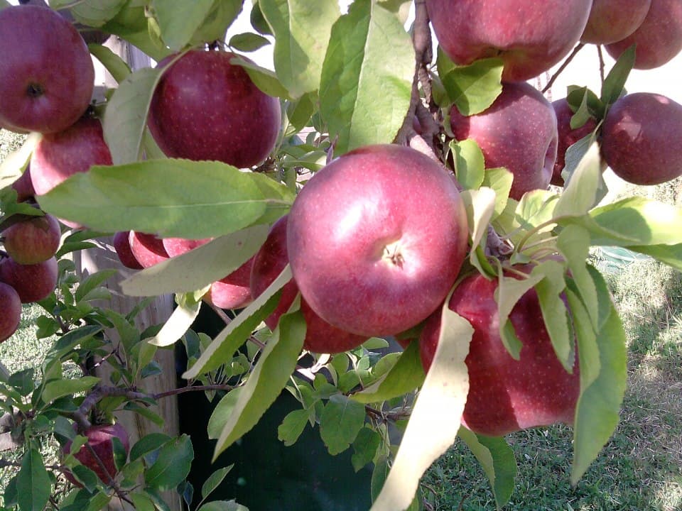 La provincia está adherida al Programa Reducción de Pérdida y Desperdicio de Alimentos