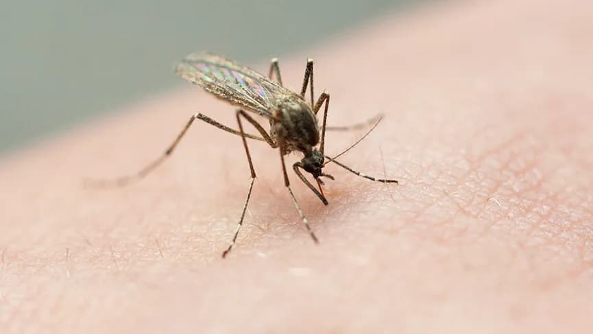 El ministerio de Salud trabaja en prevención de enfermedades transmitidas por mosquitos