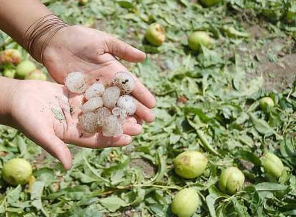 Fue prorrogada la emergencia económica para la actividad frutícola