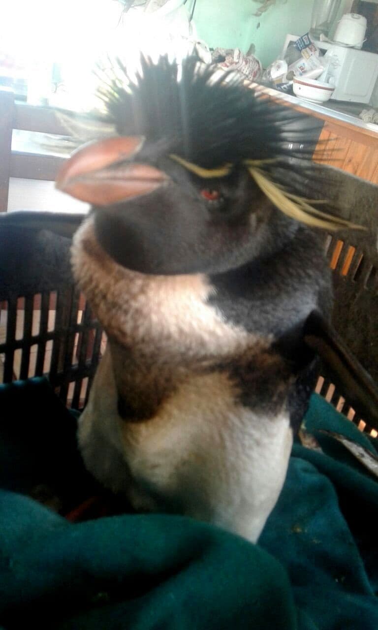 Rescataron un pingüino en las playas de Bahía San Blas